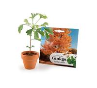 Radis et Capucine - Kit Bonsaï - Ginkgo