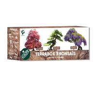 Kit bonsaï prêt à pousser - graines 100% biologiques