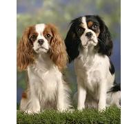 Kit complet de peinture diamant 5D pour adultes - Peinture diamant Cavalier King Charles Spaniel chien - Kit complet de broderie diamant 50 x 60 cm