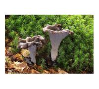 Kit culture champignons - Trompette de la Mort - Mycélium 15ml - Tube stérilisé - Instructions incluses