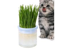 Kit d' à chat Contode Hydroponic - Jardin intérieur confiant - Système d'arrosage automatique - Cultivateur d' de blé Pet-Safe - Montage facile - Design compact pour la maison - Favorise la