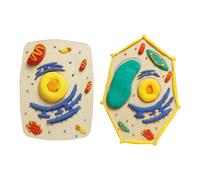 Kit d'apprentissage pratique de la biologie en bois avec partie amovible pour étudiants, enseignants, projets scientifiques, structure cellulaire