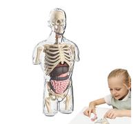 Kit d'assemblage du modèle d'anatomie - Toyage Pratique du Torse Humain pour Les, projets Scolaires de Dissection éducative | Ensemble Transparent d'apprentissage de la Tige idéale, d'aides pé