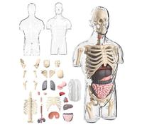 Kit d'assemblage, modèle d'anatomie du corps humain 4D, éducatifs, modèle cerveau transparent, demi-torse humain, outils de recherche physiologique, chaussettes rembourrées pour de 6