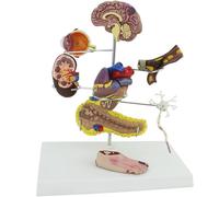 Kit de 8 pièces de réplique anatomique pour l'éducation médicale, outil de communication médecin-patient pour la physiologie et la médecine humaine