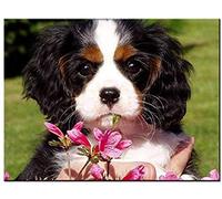 Kit de Broderie au Point de Croix Chien Cavalier King Charles Spaniel 16x20 Pouces DIY pour Adulte Salon Chambre débutant 11CT pré-imprimé Kit Canevas Complet décoration