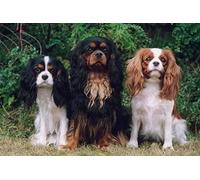 Kit de broderie au point de croix - Décoration d'intérieur avancée - Kit de point de croix gravé Cavalier King Charles Spaniel 11 CT - Impression de motif -40X50CM