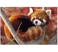 Kit de broderie diamant à faire soi-même Panda roux pour adultes, point de croix complet, décoration idéale pour la maison, la cuisine ou un magasin, 40 x 50 cm