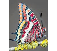 Kit De Crochet Dessin Animé Papillon Animalkits De Crochet De Loquet Diy Ensemble De Tapis À Crochet De Loquet Imprimés Fabrication De Tapis De Tapisserie Diy Pour Adultes Débutants Décora 31x45in