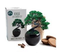 Kit de culture bonsaï avec pot