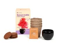 kit de culture complet bonsaï érable rouge Radis et Capucine