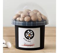 Kit de culture de champignons Cremini | Cultivez vos propres champignons bruns dans votre potager de cuisine