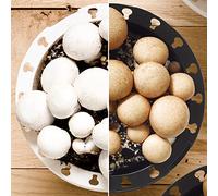 Kit de culture de champignons | Cultivez vos propres champignons blancs ou bruns dans votre potager de cuisine