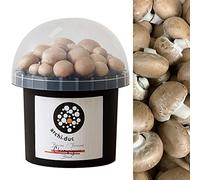 Kit de culture de champignons - Cultivez vos propres champignons bruns Cremini dans votre cuisine