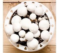 Kit de culture de champignons de Paris | Cultivez vos propres champignons blancs | Facile et rapide