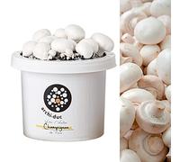 Kit de culture de champignons de Paris | Faites pousser vos propres champignons à cuisiner