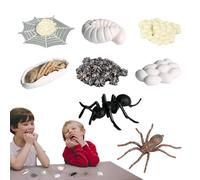 Kit de Cycle de Vie d'araignée, modèle de Cycle de Croissance, Figurines scientifiques éducatives pour l'apprentissage préscolaire et Le développement précoce des STEM, Utilisation Durable