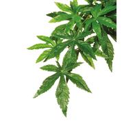 Kit de décoration abutilon plante Exo Terra Vert 22,5x4x80 cm