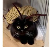 Kit de déguisement pour chat et cafard, décoration de fête d'Halloween pour chaton et petit chien, accessoires de costume de chat amusants, ailes de gardon et antenne, ensemble de cape pour animal