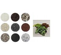 Kit de démarrage 3 fittonielas dans un bocal en verre, terrarium végétal, écosystème