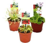 Kit de démarrage Plantes carnivores - 3 Plantes