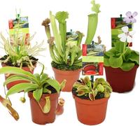 Kit de démarrage Plantes carnivores - 5 plantes