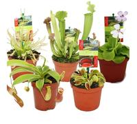 Kit de démarrage Plantes carnivores - 5 plantes