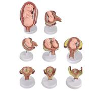 Kit de développement d'embryons fœtaux, 8 modèles éducatifs amovibles pour l'anatomie de la grossesse pour l'enseignement médical
