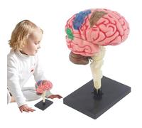 Kit de dissection du cerveau de l'enfant - Démonstration réaliste en classe, sections de composants multicolores, panne d'organe prêt pour le laboratoire | Casque académique 3D, réplique de l'étude mé