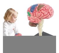 Kit de dissection du cerveau infantile - Démonstration en classe réaliste, sections de composants multicolores, rupture «organe prêt pour le laboratoire | Coiffe académique 3D, par