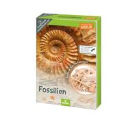 Kit de fouille de fossiles