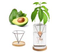 Kit de germination de plantes, kit de culture d'avocat, vase de culture d'avocat, base en bois, vase de démarrage de graines d'avocat, pot de fleurs en verre, facile à germer, décoration de table