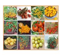Kit de graines de tomates-12 variétés anciennes et reproductibles,qualité supérieure,sans OGM,idéal pour balcon,terrasse et jardin