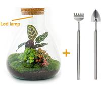 Kit de jardin en bouteille DIY avec calathéa et lampe LED - Ø 24,5 cm, hauteur 30 cm, facile à réaliser