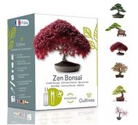 Kit de jardinage - CULTIVEA - Mini Kit Zen Bonsaï - Prêt à Pousser - Accessoires Inclus - Made in France