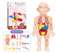 Kit De Jouets Éducatifs Pour Le Bricolage, Outils D'Enseignement De La Médecine Des Organes Du Corps, Puzzle Montessori 3d, Modèle D'Anatomie Du Corps Humain