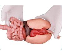 Kit de modèle anatomique d'estomac humain en silicone 3D - Modèle d'organe éducatif for les étudiants et les salles de classe