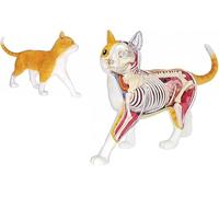 Kit de modèle d'anatomie de squelette de chat tigré orange, modèle anatomique de chat avec 28 parties du corps d'organes détachables, spécimen de squelette d'animal