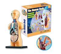 Kit de modèle d'anatomie des organes du corps humain - Assemblage simple - Outil d'apprentissage STEM - Cadeau éducatif - Fournitures pédagogiques