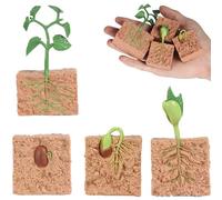 Kit De Modèle De Croissance De Plantes Mungo, Jouets Éducatifs Pour L'Apprentissage De La Petite Enfance, Simulation Du Cycle De Vie Des Statues De Plantes