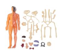Kit de modèle de squelette de corps humain avec 26 organes osseux amovibles qui brillent dans le noir, jouet STEM, kit scientifique éducatif, modèle d'anatomie pour enfants