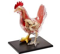 Kit de modèle de squelette et d'anatomie de poulet 4D, modèle d'organe de biologie animale, puzzle détachable de 32 pièces assemblant le modèle d'enseignement médical de biologie animale de jouet, ass