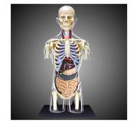 Kit De Modèle Torse D'anatomie Humaine for L'éducation Et L'apprentissage | Explorez l'anatomie humaine avec ce kit de modèle détaillé en 37 pièces.