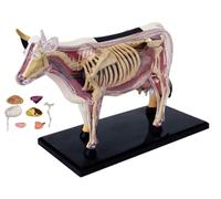 Kit de modélisme d'anatomie animale 4D, squelette de vache et organe pour | Kit d'anatomie animale 4D pour une utilisation éducative, squelette de vache réaliste et ensemble d'orgue pour apprendre et