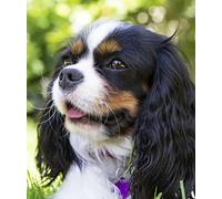 Kit de peinture diamant 5D à faire soi-même - Motif Cavalier King Charles Spaniel - 5D - Kit de broderie diamant - Décoration d'intérieur