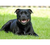 Kit de peinture diamant 5D, adapté aux adultes et aux enfants, Staffordshire Bull Terrier, chien noir, bricolage, peut utilisé comme décoration murale pour la , cadeau d'anniversaire 40 x 50 cm