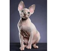 Kit de peinture diamant 5D DIY, Chats Sphynx Broderie diamant painting,Peinture par numéro Diamond painting Strass Point de Croix Arts Maison Décoration Murale Cadeau 50x70cm/20x28inch Square drill