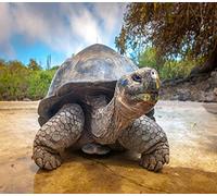 Kit de peinture diamant 5D DIY Tortue Galapagos Iles Tortues Grand Equateur Animal Reptile 40,6 x 50,8 cm Adulte Enfant Diamant Diamant Diamant Brochage Point de Croix Artisanat Décoration de Maison