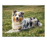 Kit de peinture diamant 5D motif berger australien - Décoration murale - 30 x 40 cm