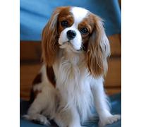 Kit de peinture diamant 5D - Motif Cavalier King Charles Spaniel - À faire soi-même - Parfait pour la relaxation et la décoration murale de la maison